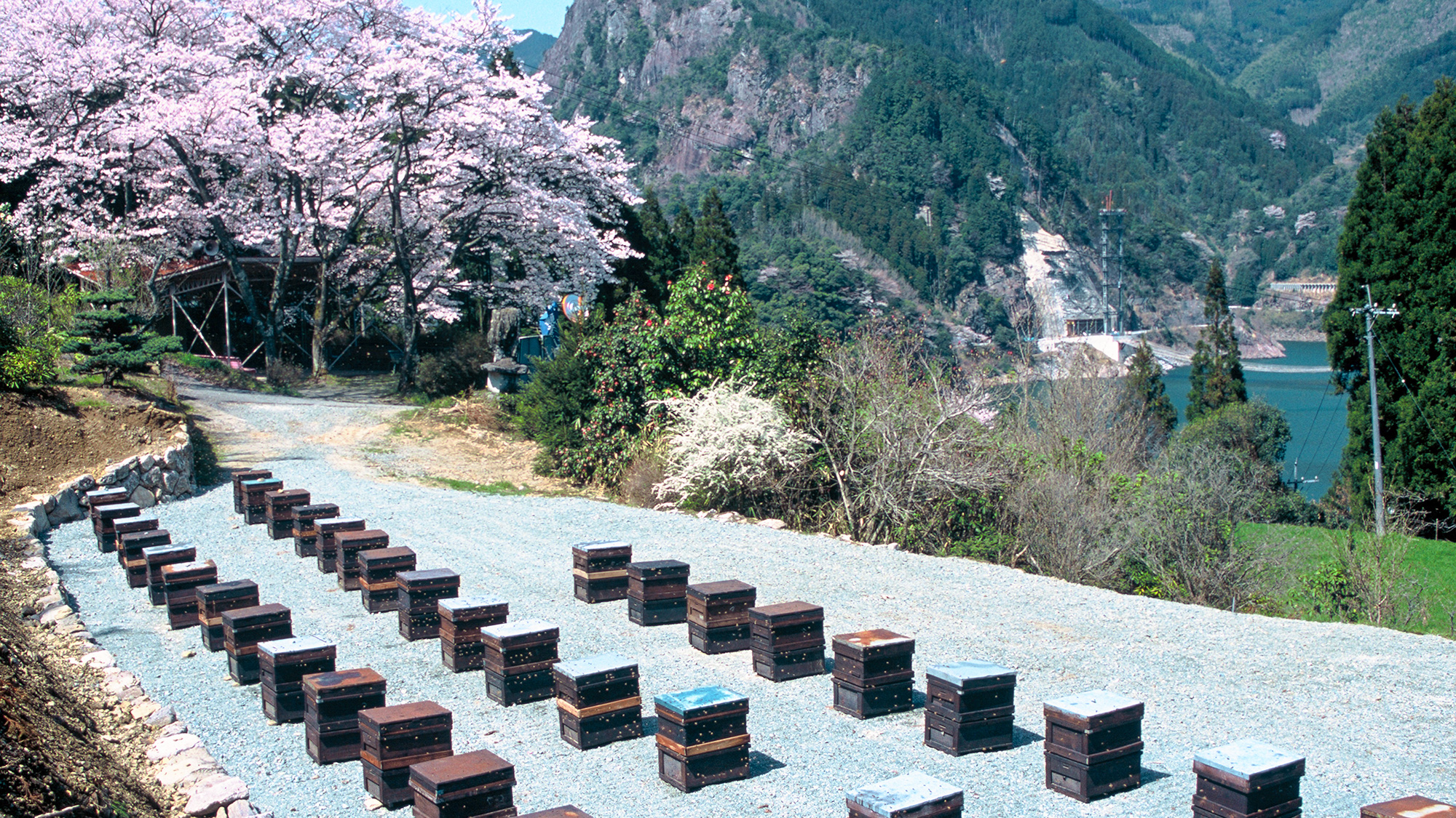 花の道「早春みつ」採蜜の様子