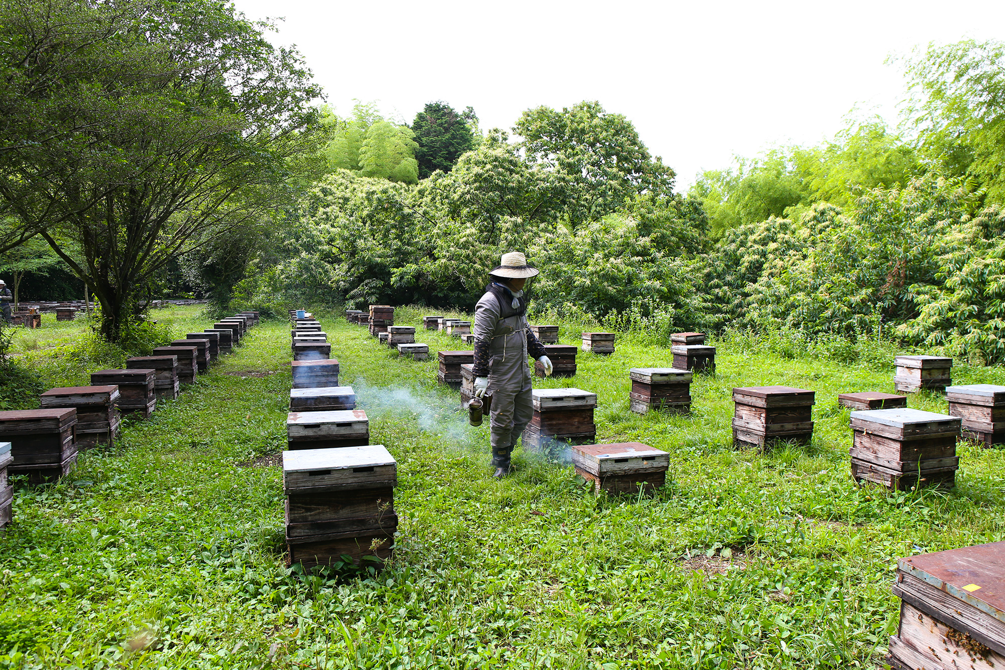 花の道「早春みつ」採蜜の様子
